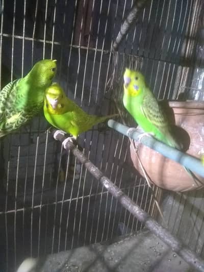 2 piar 1 pic red ice hay  butifuol color