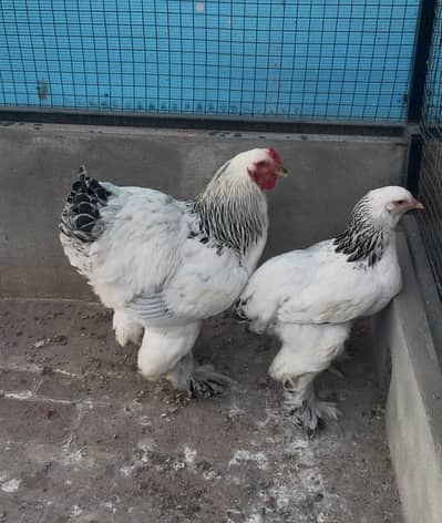 Light Colombian Brahma Pair