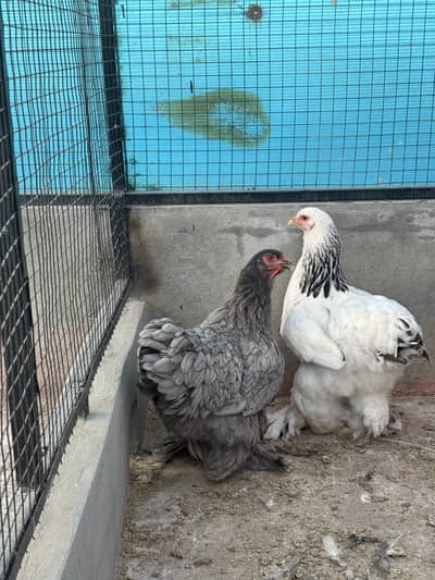 Blue brahma Female Available