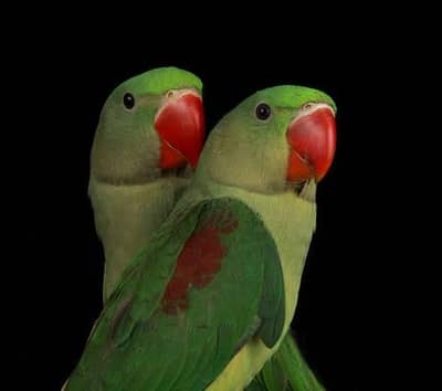 shamoo chiks 03154303300