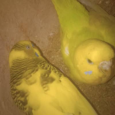 Beautifull pied and clear wing pair for sale.