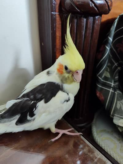 cockatiel preal