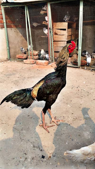 Sawa patha shamo cross