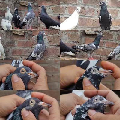 Royal teddy golden rampuri salary pairs