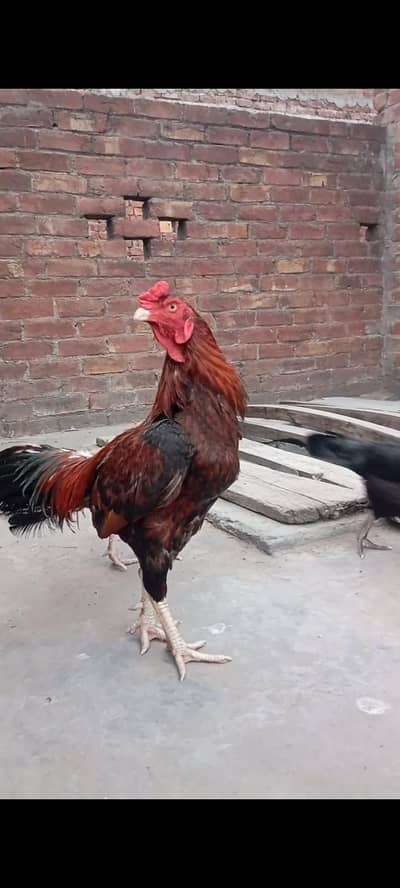 Big Quality Aseel Male