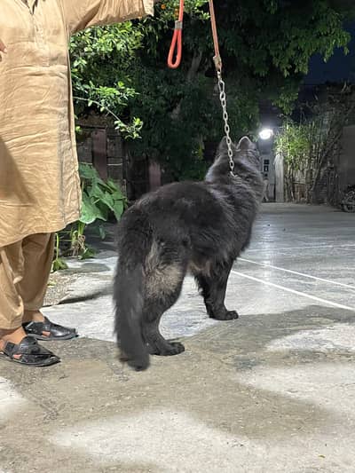 Black shepherd long coat Pink pedigree Mall