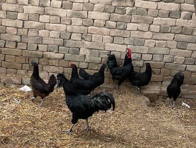 Ayam Cemani Hen for Sale – Rare Black Beauty
