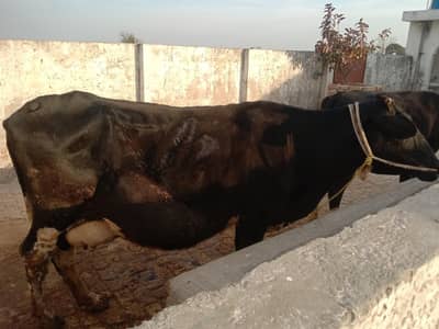 Hosltain Friesian cow for sale