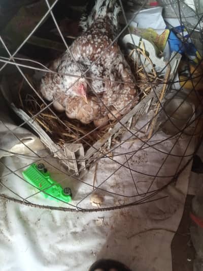 aseel chini kurk murgi