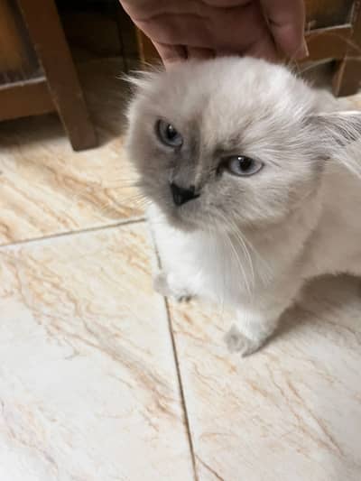 Himalayan female cat for sale