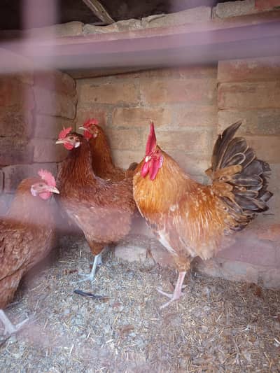 Golden misri chickens for sale
