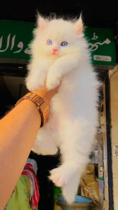 Beautiful Persian female For sale 03262107955 my WhatsApp number