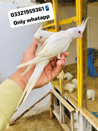 Eno Cocktail Hand tame pair Available