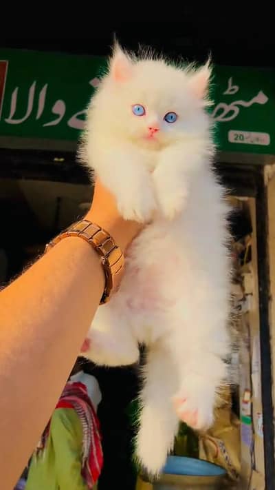 beautiful Persian female kitten for sale 0326/210/7955 my WhatsApp