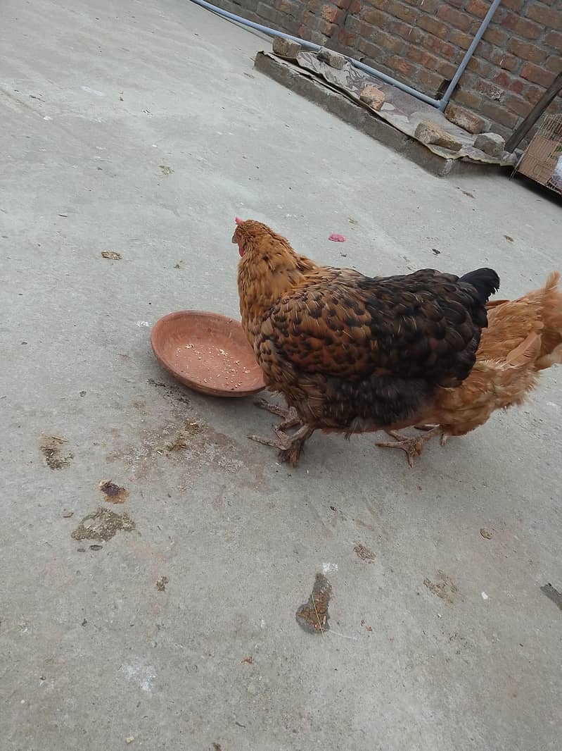 black buff exchange 1