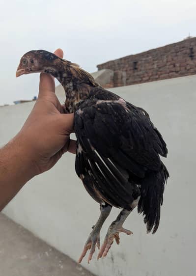 blue eyes + permoz chicks long height, blue eyes