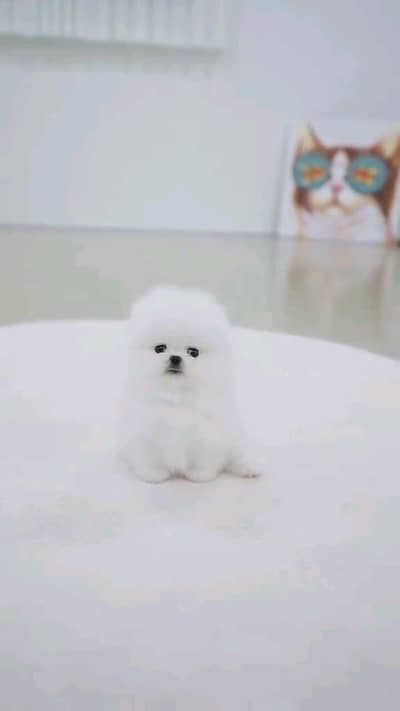 Pomeranian puppies for sale 2 month age Whatsapp no 03490036896