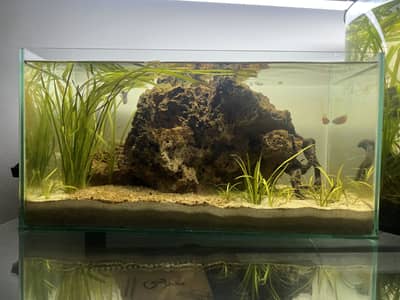 Planted aqua scape