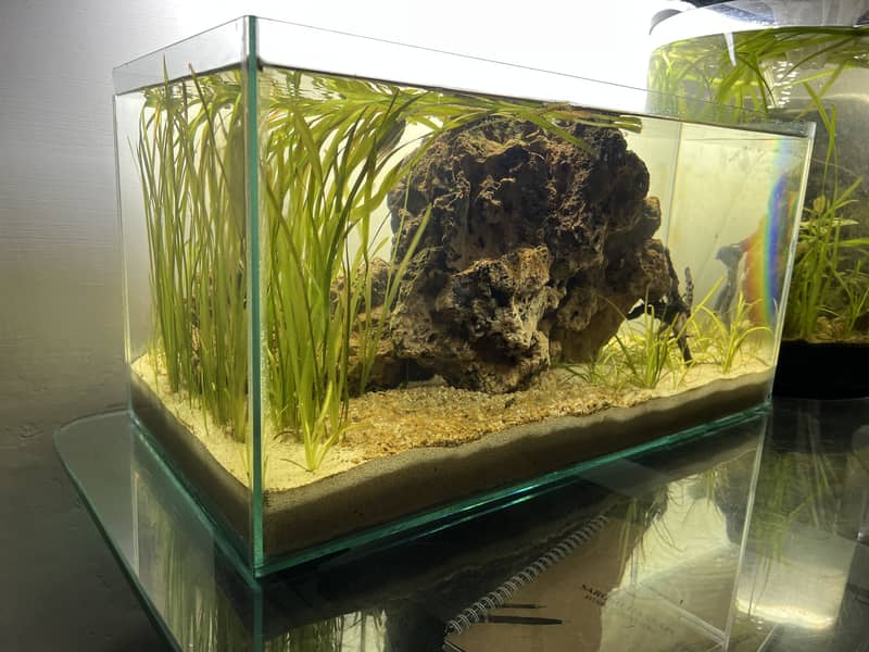 Planted aqua scape 1