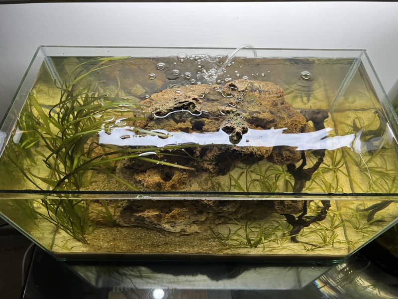 Planted aqua scape 2