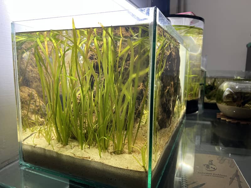 Planted aqua scape 3