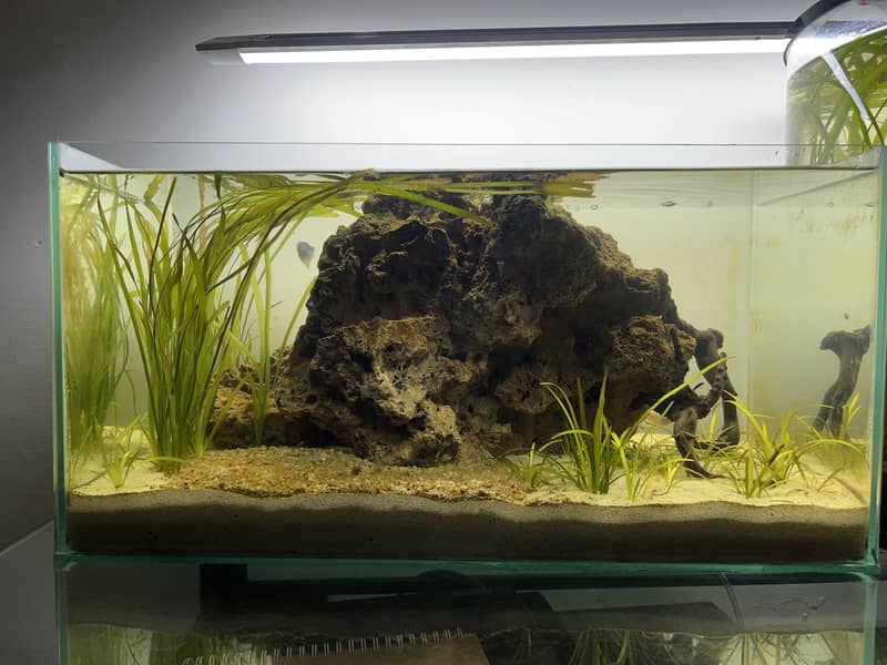 Planted aqua scape 4