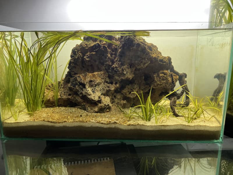 Planted aqua scape 5