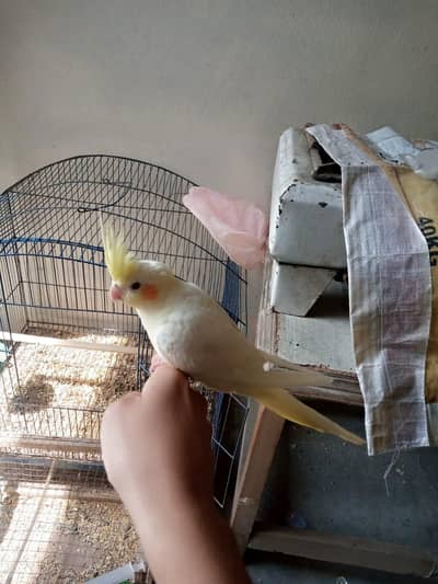 Handtame cocktail parrot forsale