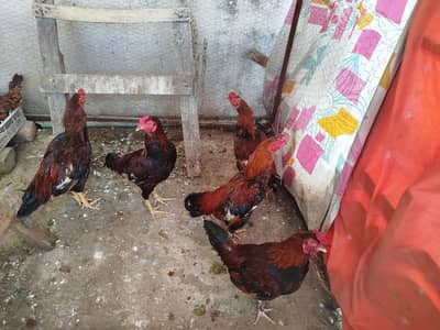 4 desi murga for meat