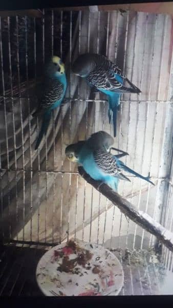 blue colour 3 male and 1 female available