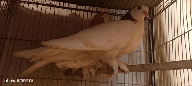 healthy and active pair argent sale