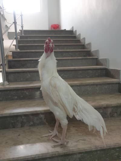 herra murga ha bhoot acha ha zerdum