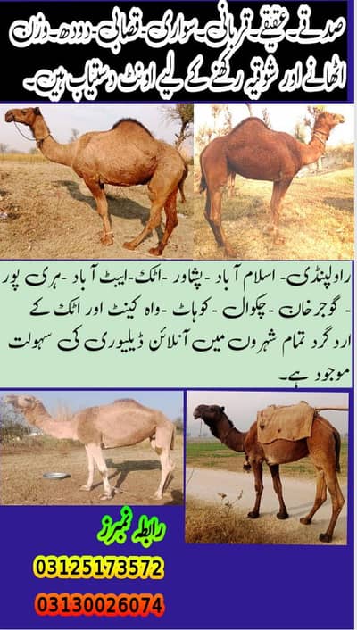 Bulls and Camels available for qurbani