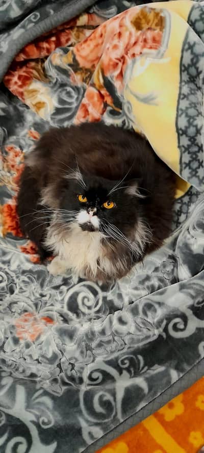 Persian cat for sale
