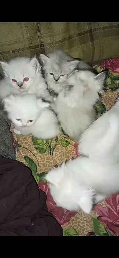 Pure white persion triple coated kittens