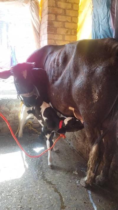 ist timer bechri full size mashallah