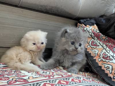 Sami PUNCH QUALITY KITTEN