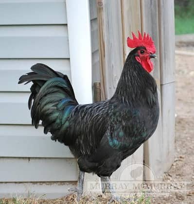 australorp male