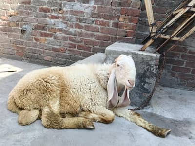 Kajla Mundra urgent sale . 03008023962