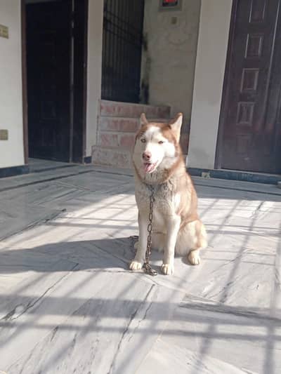 Siberian Husky female available for sale