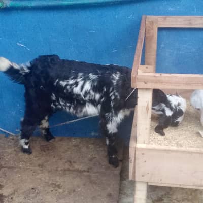 this is a great Goat