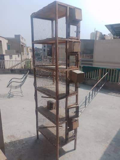 Budgie, love birds (Fisher, Lotino)