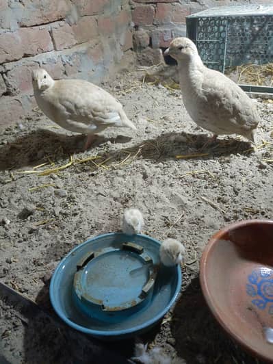 بوسکی بریڈرجوڑا فارسیل گوجرانولہ