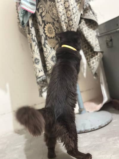 Black colour persion male for urgent sale family pet