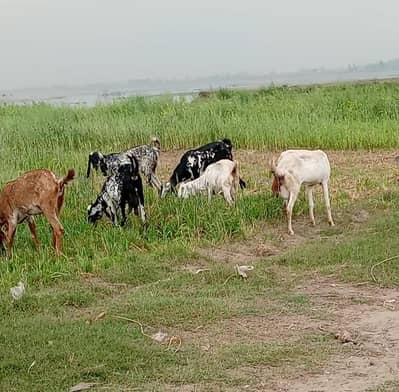 5 Bakriya + 1 Breeder Bakra