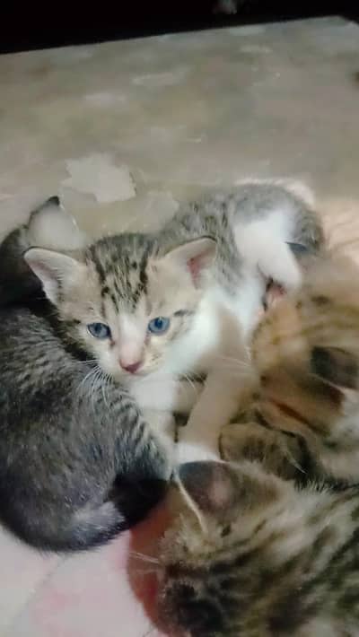 tabby kitten for sale