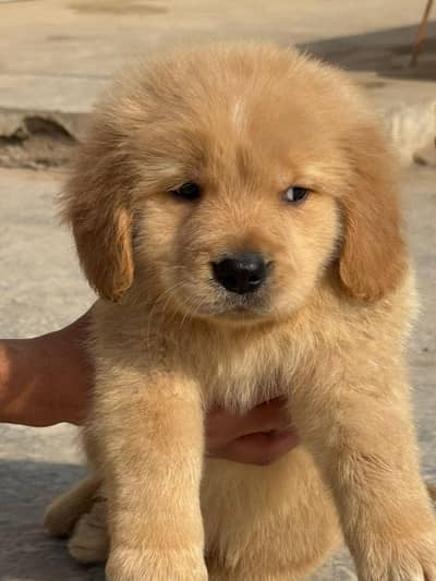 Golden Retriever puppies for sale