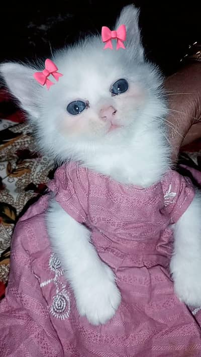cute baby persion cat  