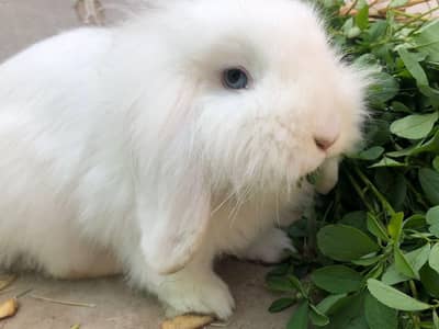 Holland lop quilty face