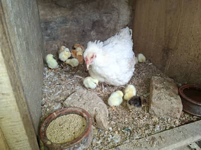 Hen + 25 Chicks --- ~3 month old chicks
